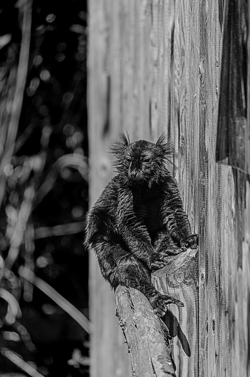 animaux, zoo, faune, sauvage, nature, safari, exotique, art, contexte, le noir, blanche, nerivill1, beau fond d'écran, fond d'écran iphone
