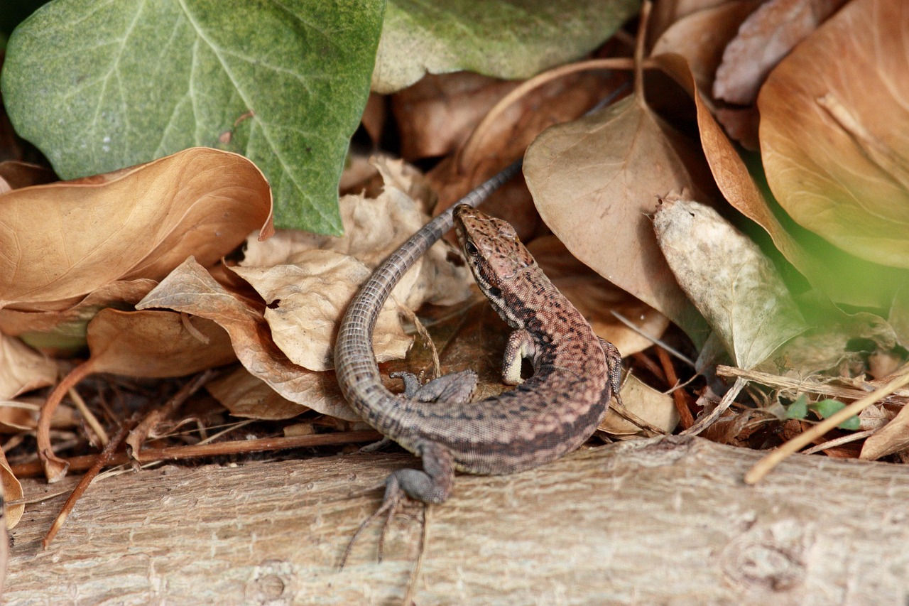 wall lizard, lizard, animal, nature, creeping animal, reptile, close up, stone, to sunbathe, creature