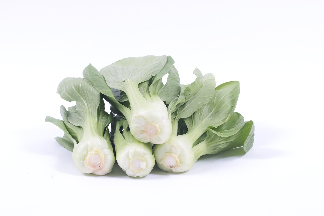 bok choy, vegetable, well-being, white background, bok choy, bok choy, bok choy, bok choy, bok choy