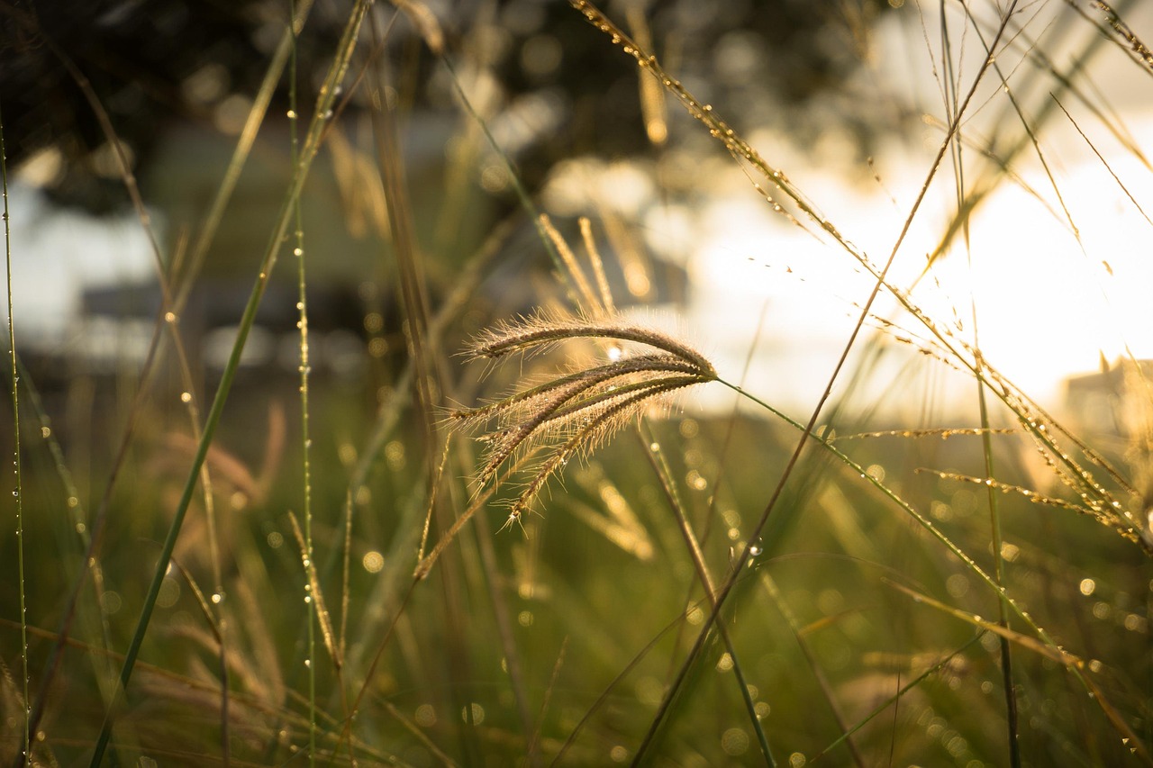 thatch, grass, fress, sunrise, dew, aceh, nature, indonesia, sony a6000