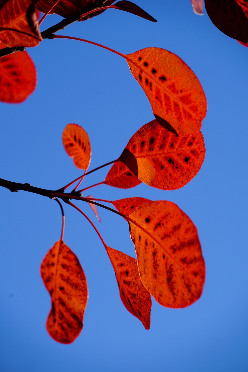 wig brush, leaves, autumn leaves, red, template, cotinus, coggygria, autumn leaf, leaf, bright, autumn impression, fall, impression, autumn colors, points, dotted, shrub, bush, cotinus coggygria, woody, ornamental wood, garden plant, ornamental plant, botany, nature, flora, plant, ornamental shrub, garden grove, regular wig brush, wig tree, fisettholz, dyer sumac, schmack, venetian sumac, hungarian sumac, tyrolean sumac, sumac green, anacardiaceae, summer green wig brush