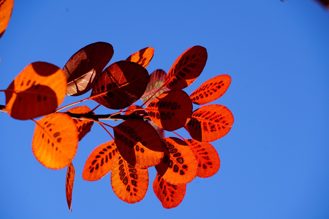 autumn leaves, fall, wig brush, leaves, red, template, cotinus, coggygria, autumn leaf, leaf, bright, autumn impression, impression, autumn colors, points, dotted, shrub, bush, cotinus coggygria, woody, ornamental wood, garden plant, ornamental plant, botany, nature, flora, plant, ornamental shrub, garden grove, regular wig brush, wig tree, fisettholz, dyer sumac, schmack, venetian sumac, hungarian sumac, tyrolean sumac, sumac green, anacardiaceae, summer green wig brush