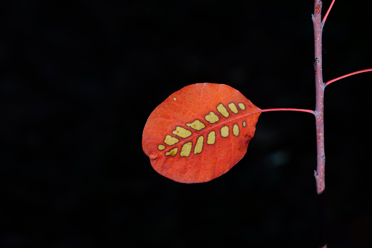 leaf, wig brush, autumn leaf, leaves, autumn leaves, red, template, cotinus, coggygria, bright, autumn impression, fall, impression, autumn colors, points, dotted, shrub, bush, cotinus coggygria, woody, ornamental wood, garden plant, ornamental plant, botany, nature, flora, plant, ornamental shrub, garden grove, regular wig brush, wig tree, fisettholz, dyer sumac, schmack, venetian sumac, hungarian sumac, tyrolean sumac, sumac green, anacardiaceae, summer green wig brush, leaf pattern, decorative bush