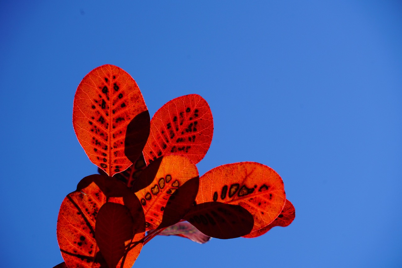 wig brush, leaves, autumn leaves, red, template, cotinus, coggygria, autumn leaf, leaf, bright, autumn impression, fall, impression, autumn colors, points, dotted, shrub, bush, cotinus coggygria, woody, ornamental wood, garden plant, ornamental plant, botany, nature, flora, plant, ornamental shrub, garden grove, regular wig brush, wig tree, fisettholz, dyer sumac, schmack, venetian sumac, hungarian sumac, tyrolean sumac, sumac green, anacardiaceae, summer green wig brush