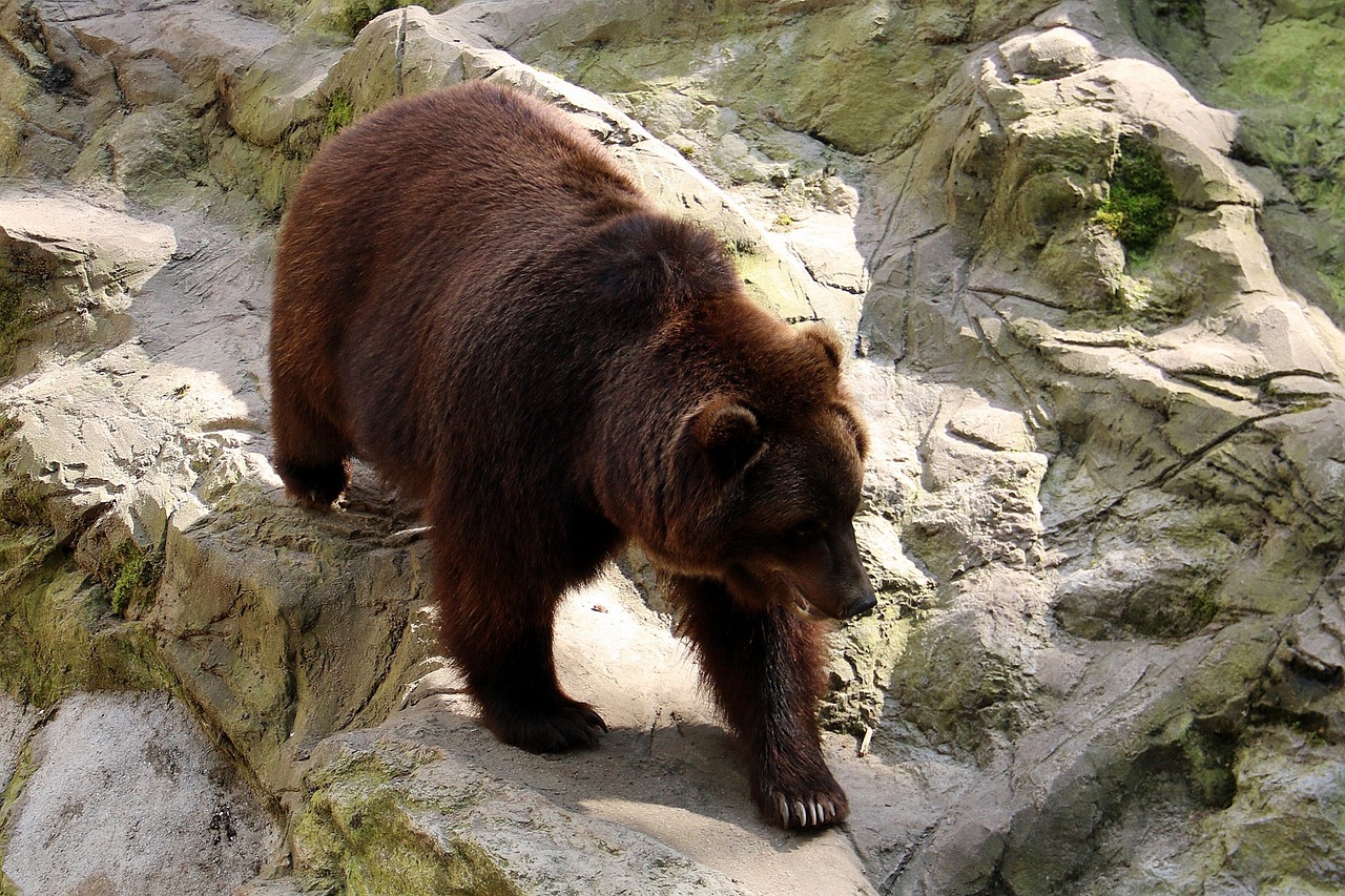 zoo, lüneburg heath, animal, forest, nature, bear, wild, wildlife, deer park, wild animal, enclosure, predator
