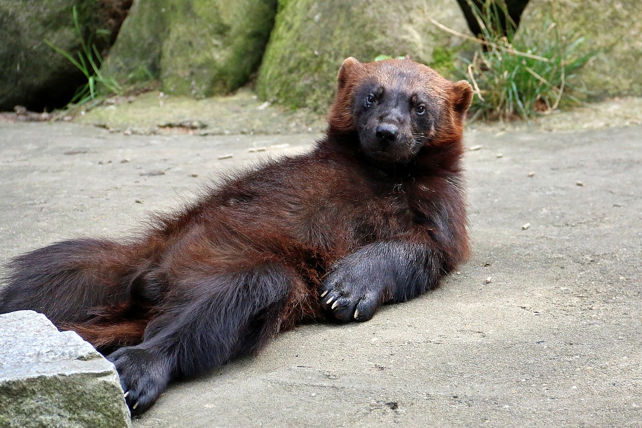 zoo, lüneburg heath, nature, animal, forest, bear, wild, wildlife, deer park, wild animal, enclosure, predator