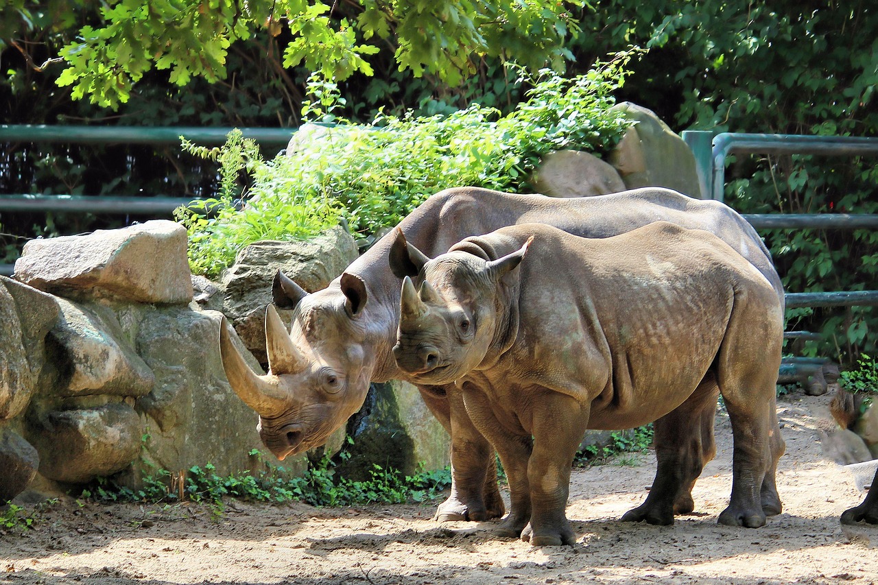 rhinos, pachyderm, big game, wild animal, horn, zoo, enclosure, rhinos, rhinos, rhinos, rhinos, rhinos