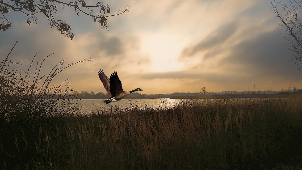 dämmerung, sonnenaufgang, see, gewässer, gänse, vögel, fliegen, wasservogel, natur, morgenhimmel, sonnenaufgang, sonnenaufgang, sonnenaufgang, sonnenaufgang, sonnenaufgang, gänse, gänse, gänse, morgenhimmel, morgenhimmel