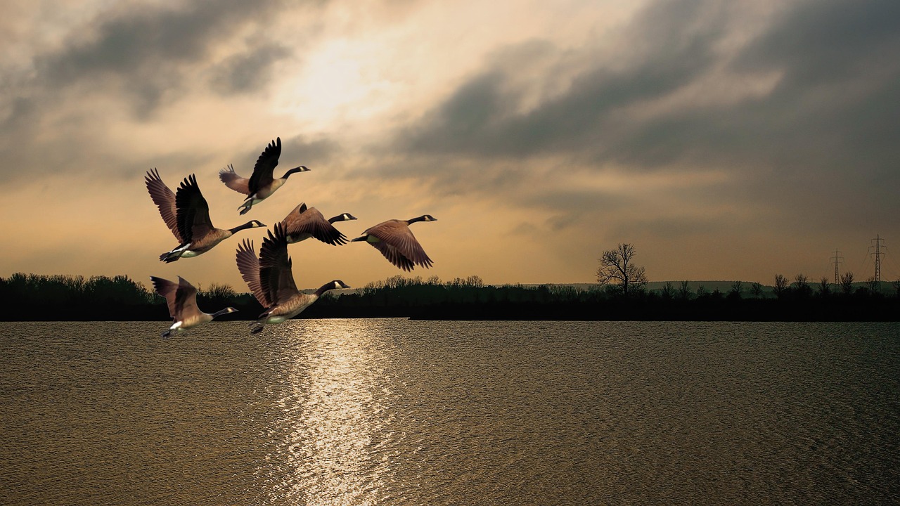 dämmerung, sonnenaufgang, see, gewässer, gänse, vögel, fliegen, wasservogel, natur, morgenhimmel, sonnenaufgang, gänse, gänse, gänse, gänse, gänse, morgenhimmel