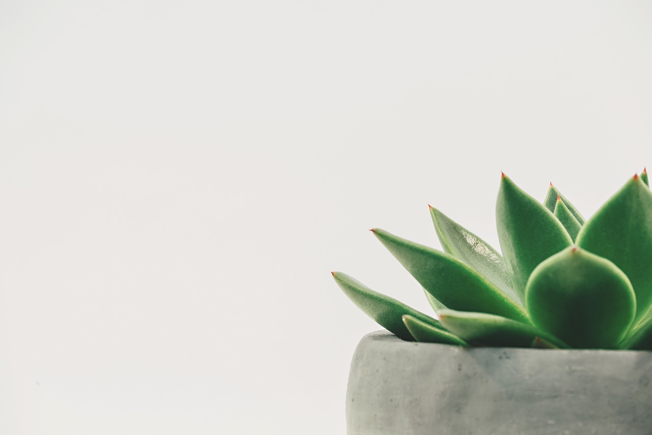 impianto, succulento, in vaso, spazio bianco, sfondo bianco, minimal, copia spazio, foglia, verde, natura, naturale, arredamento, semplice, sfondo bianco, sfondo bianco, sfondo bianco, minimal, minimal, minimal, minimal, minimal, foglia, verde