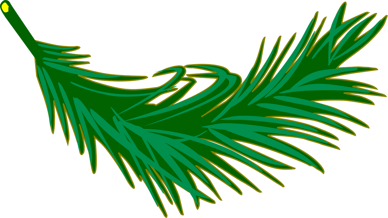 zweig, wedel, blatt, belaubt, natur, blätter, palme, pflanze