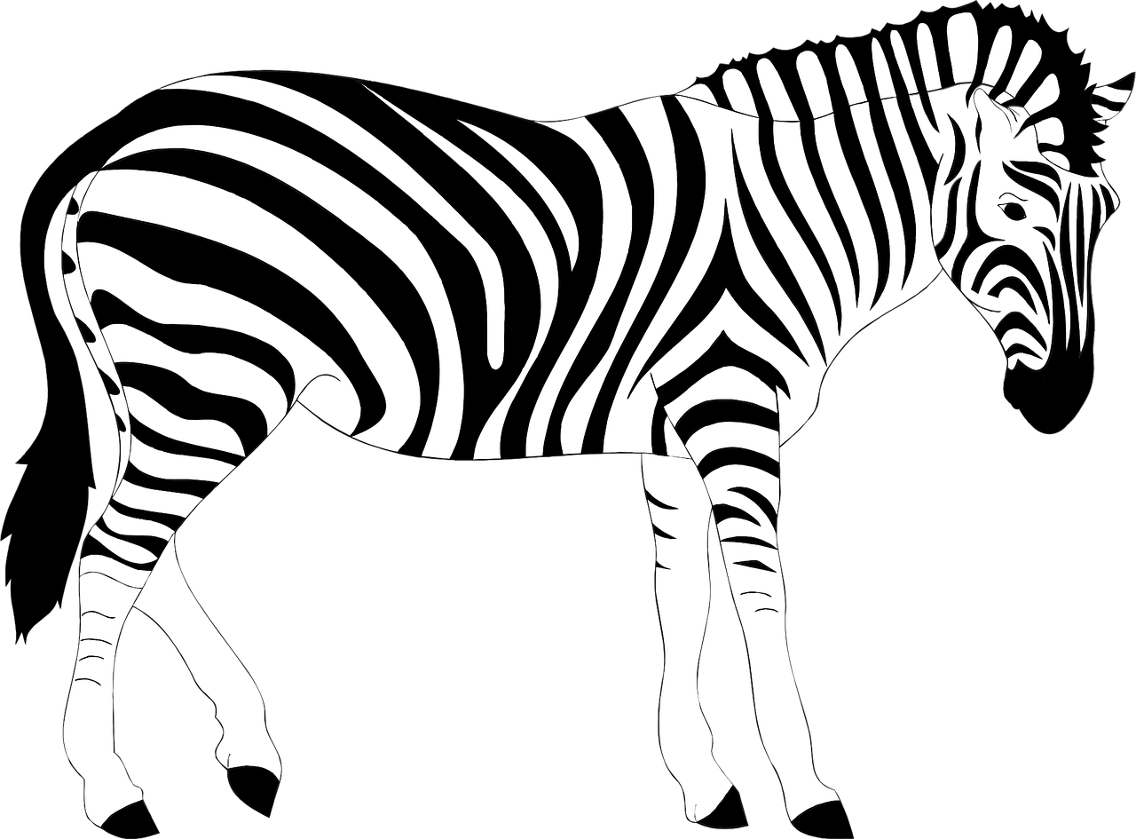 africa, animal, striped, stripes, nature, wild, zebra