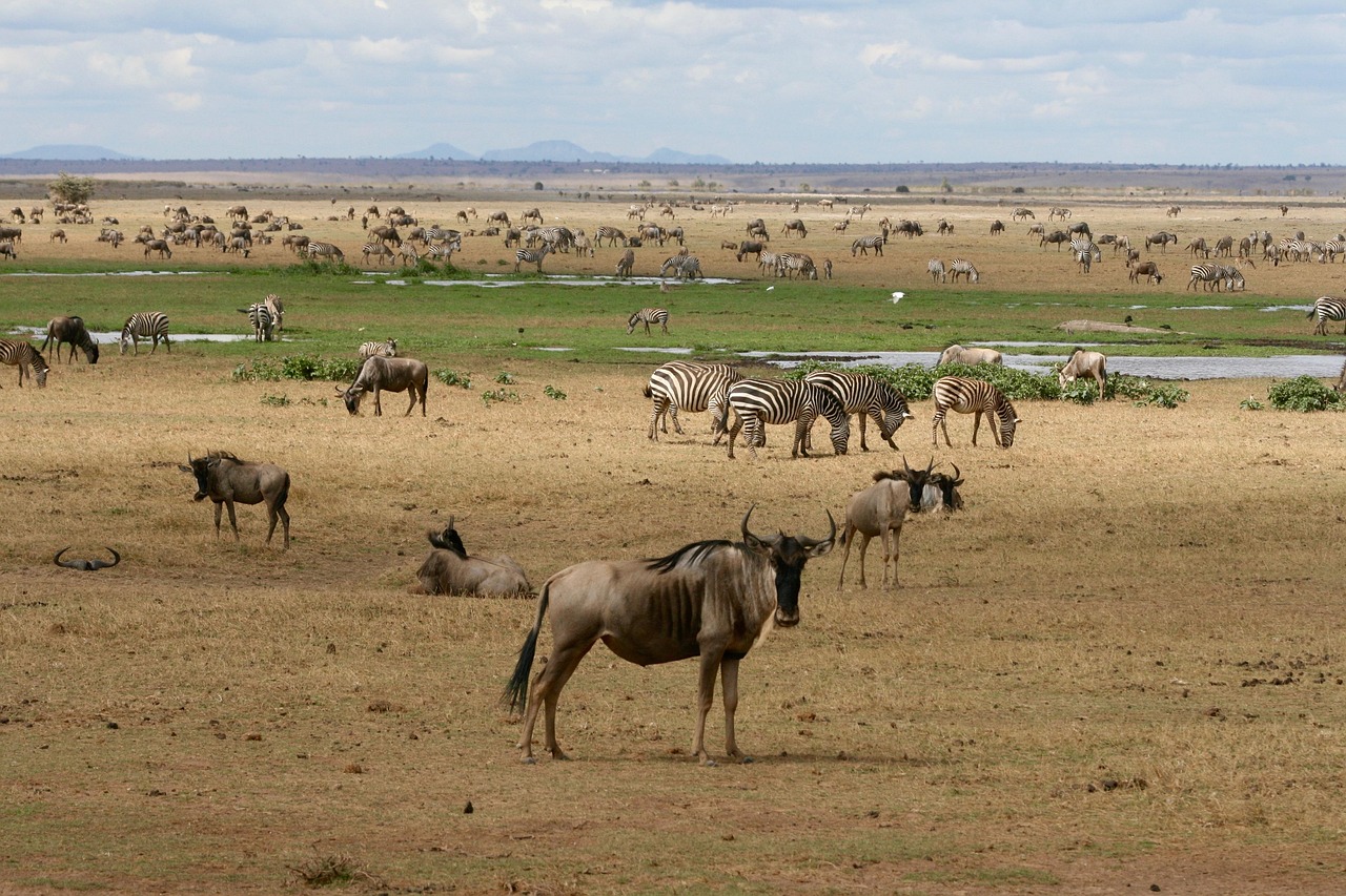 kenya, szafari, vadállatok, öntözőlyuk
