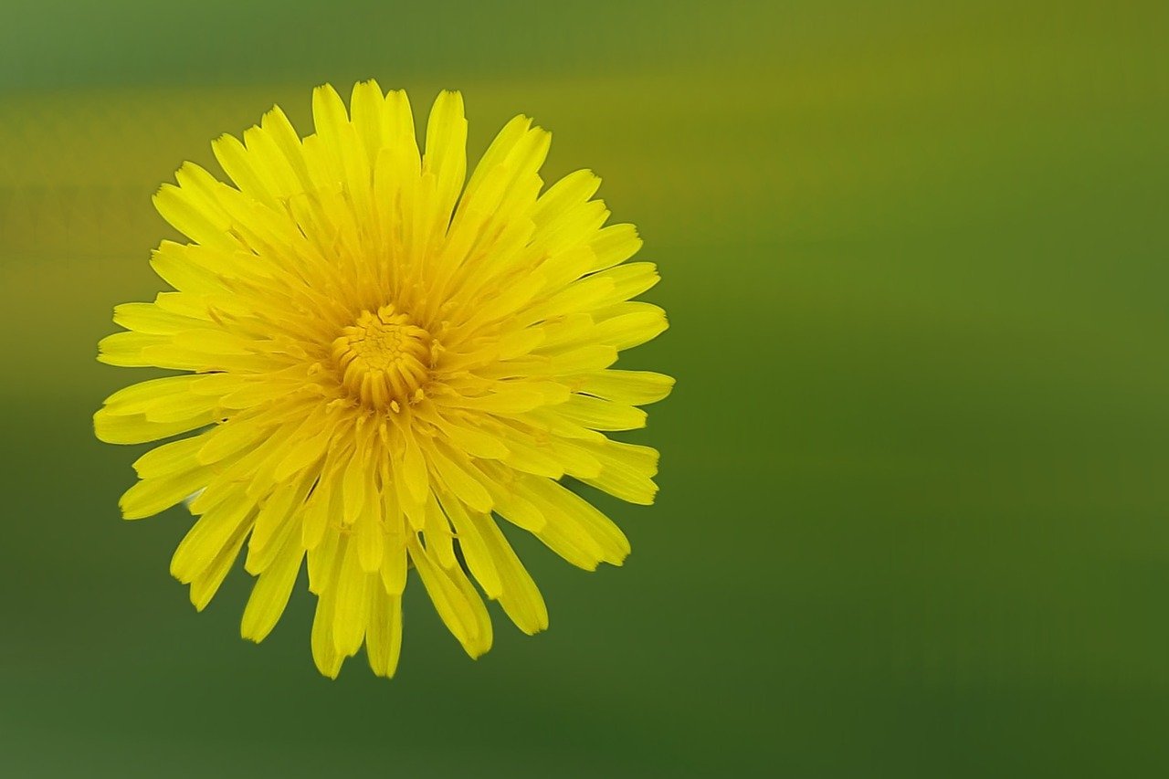dandelion, flower, blossom, bloom, common dandelion, nature, wayside, dandelion, dandelion, dandelion, dandelion, dandelion