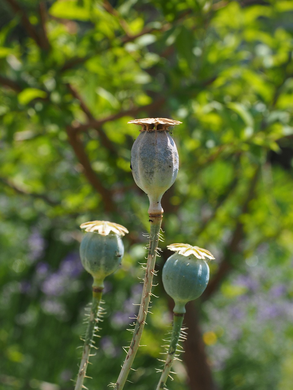 mohn, mohnkapseln, mohngewächs, samenkapseln, mohnsamen, gartenblume, zierpflanze, fruchthülsen