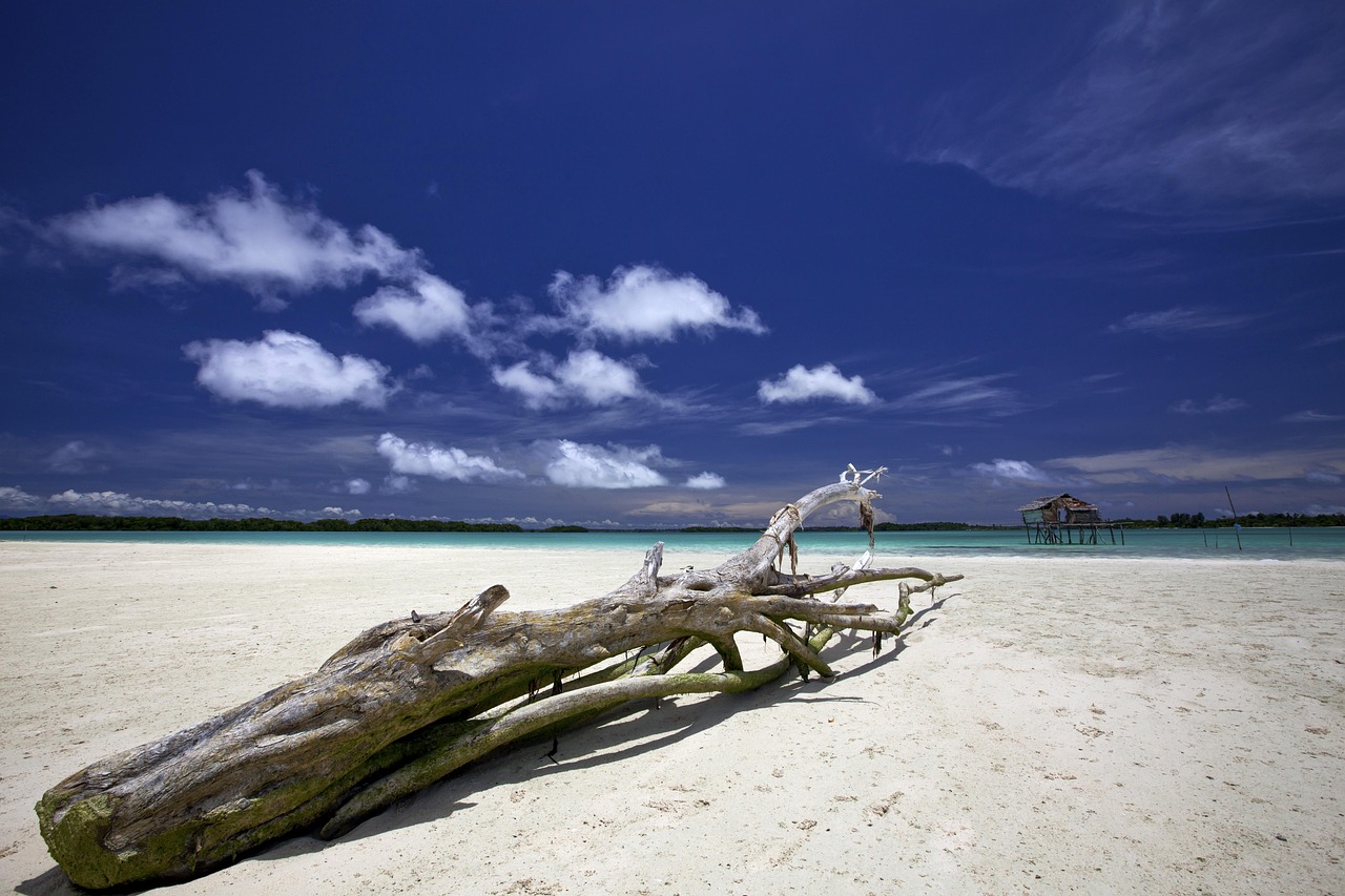 tájkép, indonézia, halmahera, widi szigetek, természet, hajótörött fa, fehér homokos strand, sky, trópusi, korallzátony