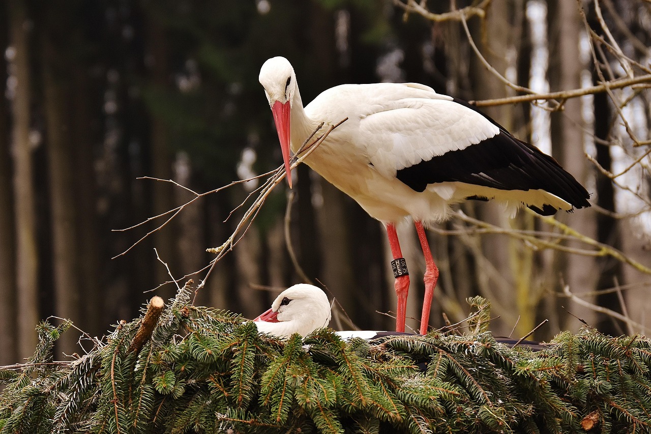 störche, nestbau, paar, natur, vögel, nest, bauen, wildpark poing