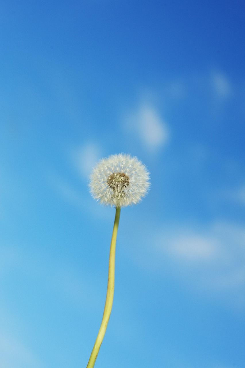 dandelion, beautiful flowers, flower background, nature, flower, flower wallpaper, plant, common dandelion
