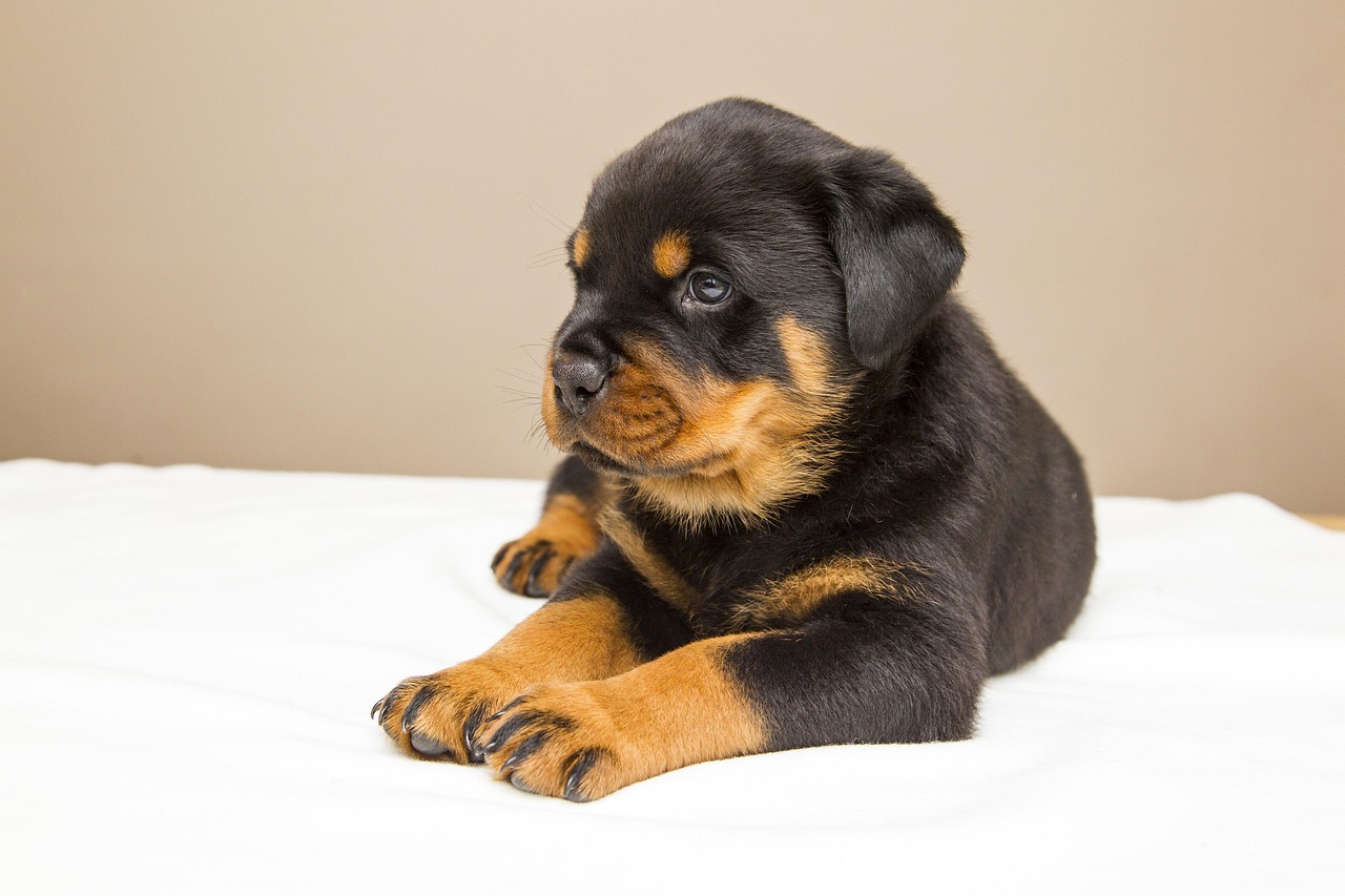 rottweiler, puppy, lief, hond, dieren, huisdier, honden, natuur, dier, schattig