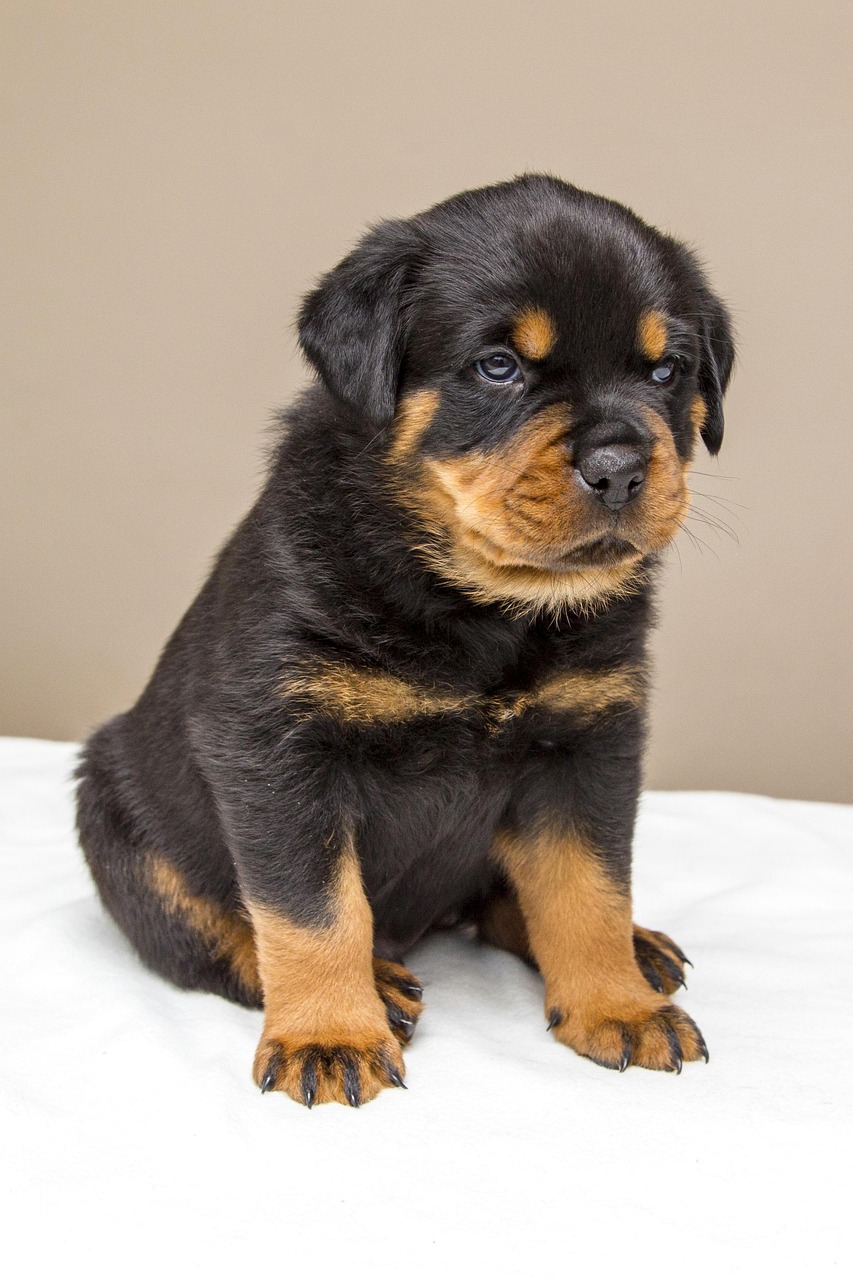 rottweiler, puppy, lief, hond, natuur, dier, dieren, huisdier, honden, schattig