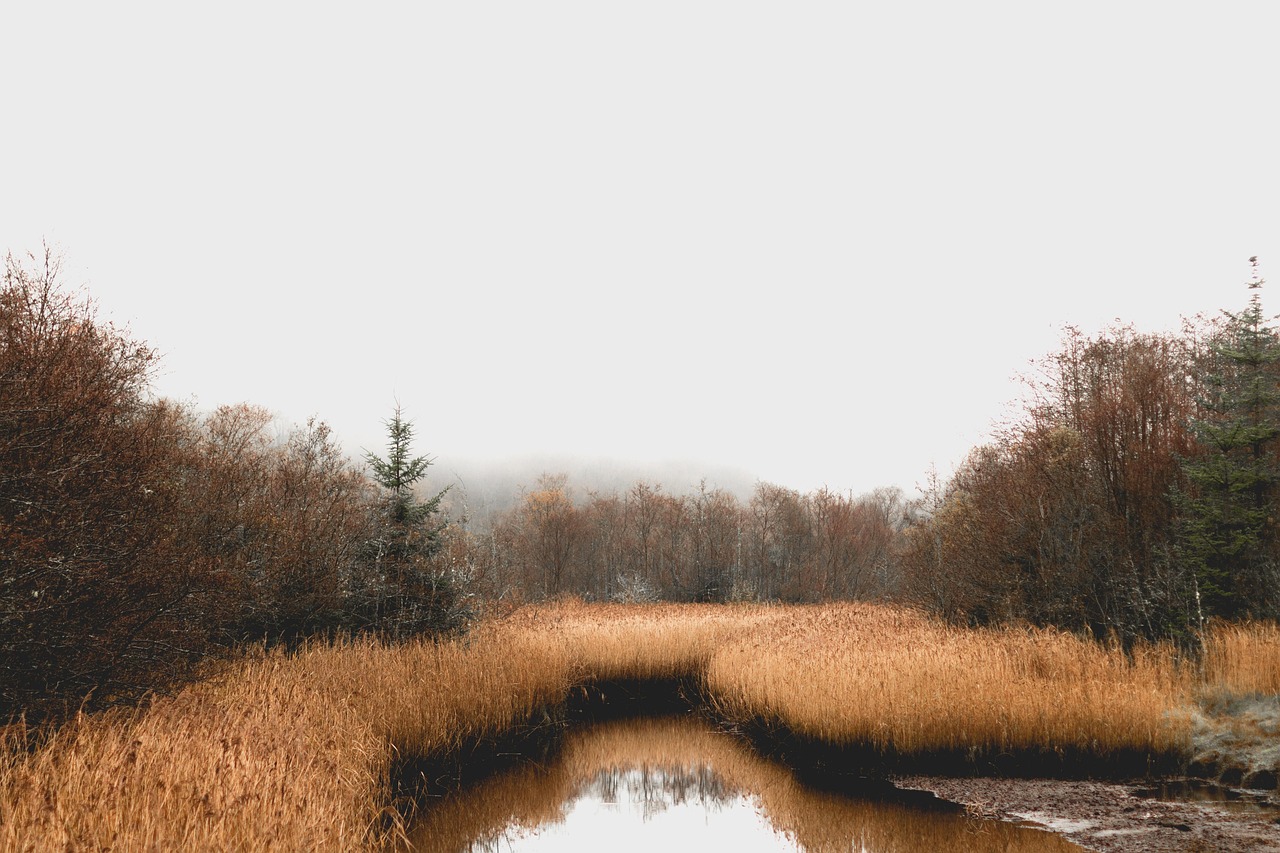 bagno, natura, las, irlandia, instrumenty stroikowe, drzewa, woda