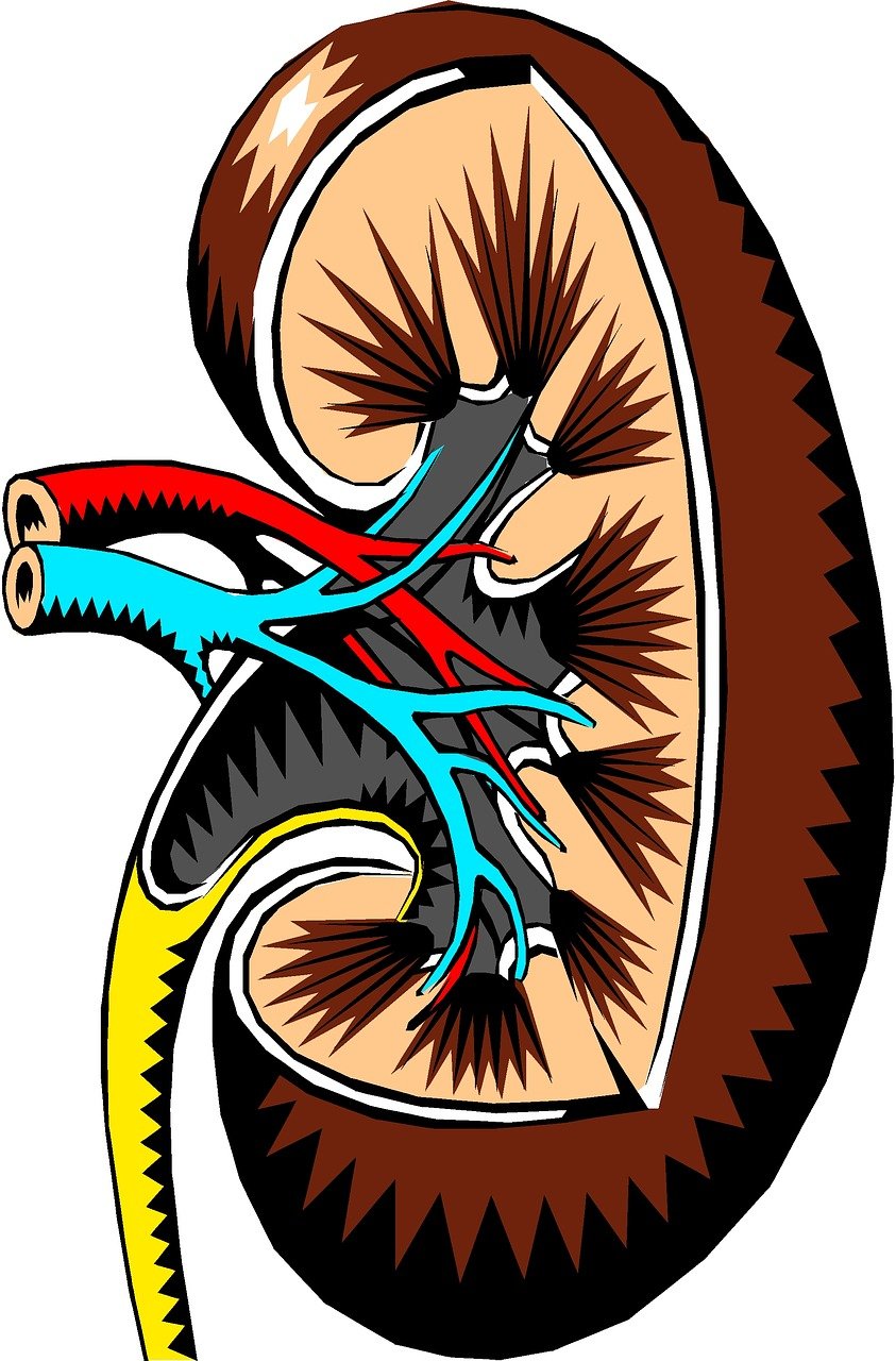 rein, coupe transversale, médical, organe, anatomie, rein, rein, rein, rein, rein