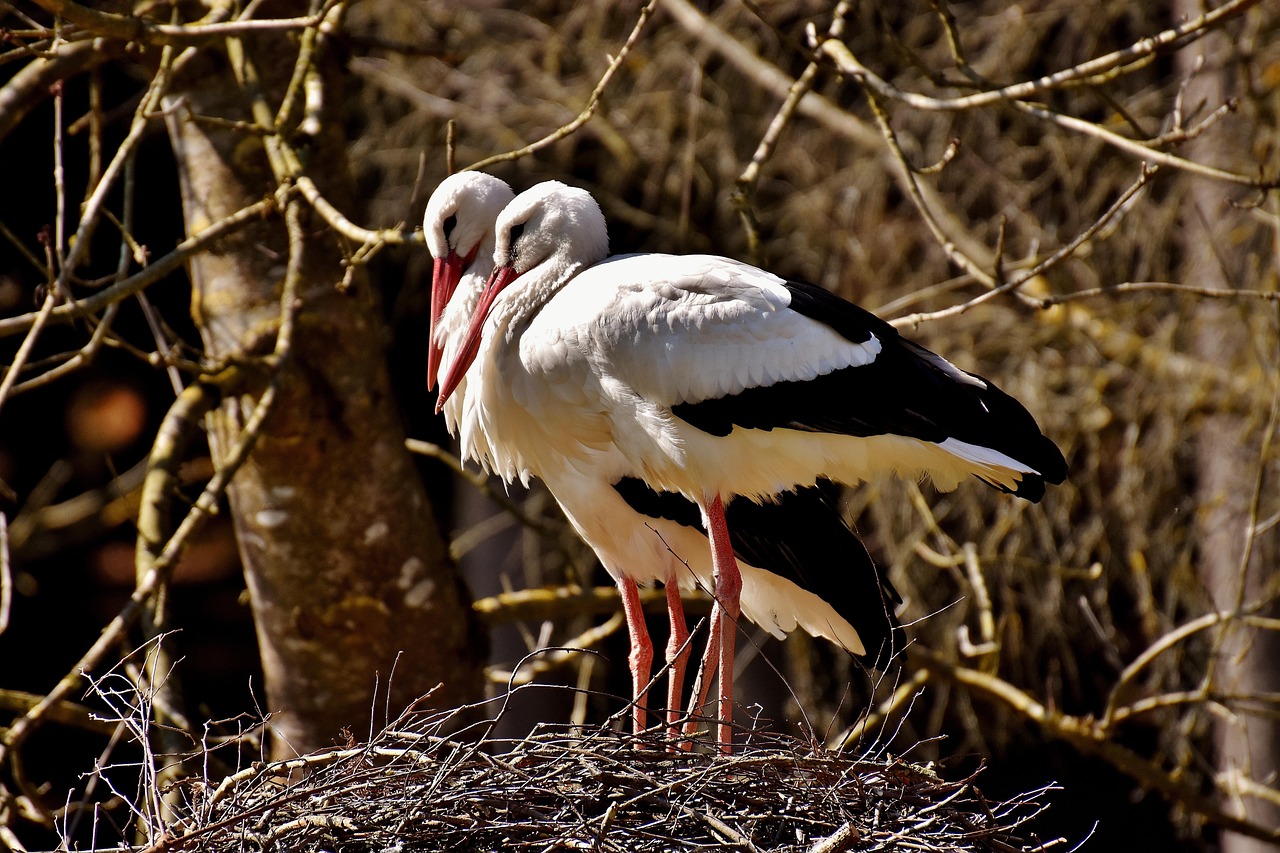 störche, nestbau, paar, vögel, natur, nest, bauen, wildpark poing