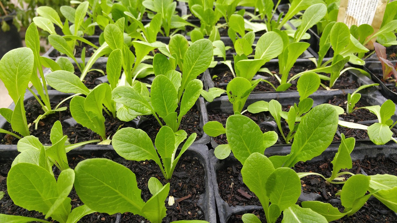 green, vegetable, organic, nature, leafy, sprouts, fresh, garden, green vegetables