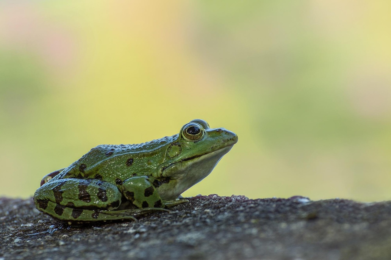 frog, pond, nature, garden pond, water lily, green, water, aquatic animal, water frog, high, frogs, pond frog, the marsh frog, amphibian, green frog