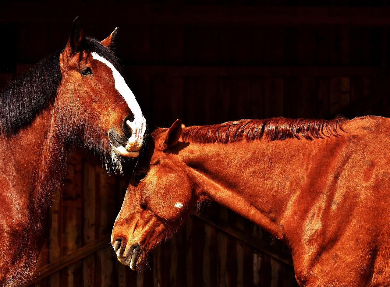 horses, nature, friendship, horse stable, shire horse, animals, two, pferdeportrait