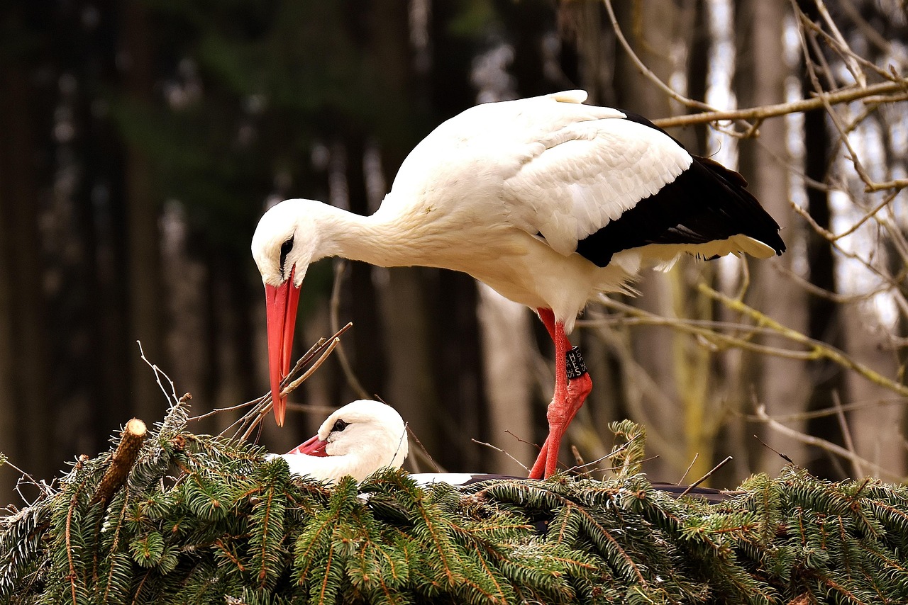 störche, natur, paar, fürsorglich, nestbau, vögel, nest, bauen, wildpark poing