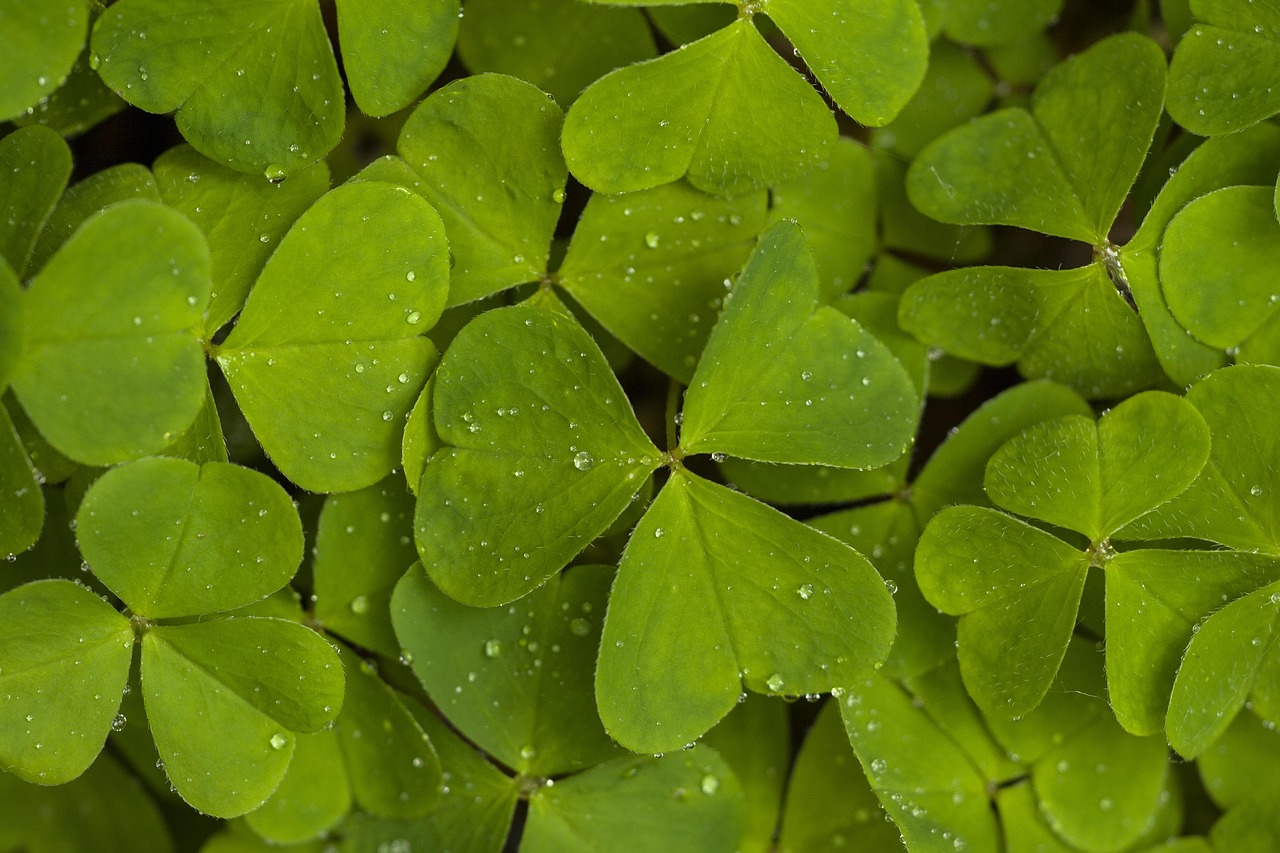 sauerklee, natur, wald, kleeblatt, waldsauerklee, kleeteppich, glückssymbol, sauerklee, sauerklee, sauerklee, sauerklee, sauerklee, glückssymbol