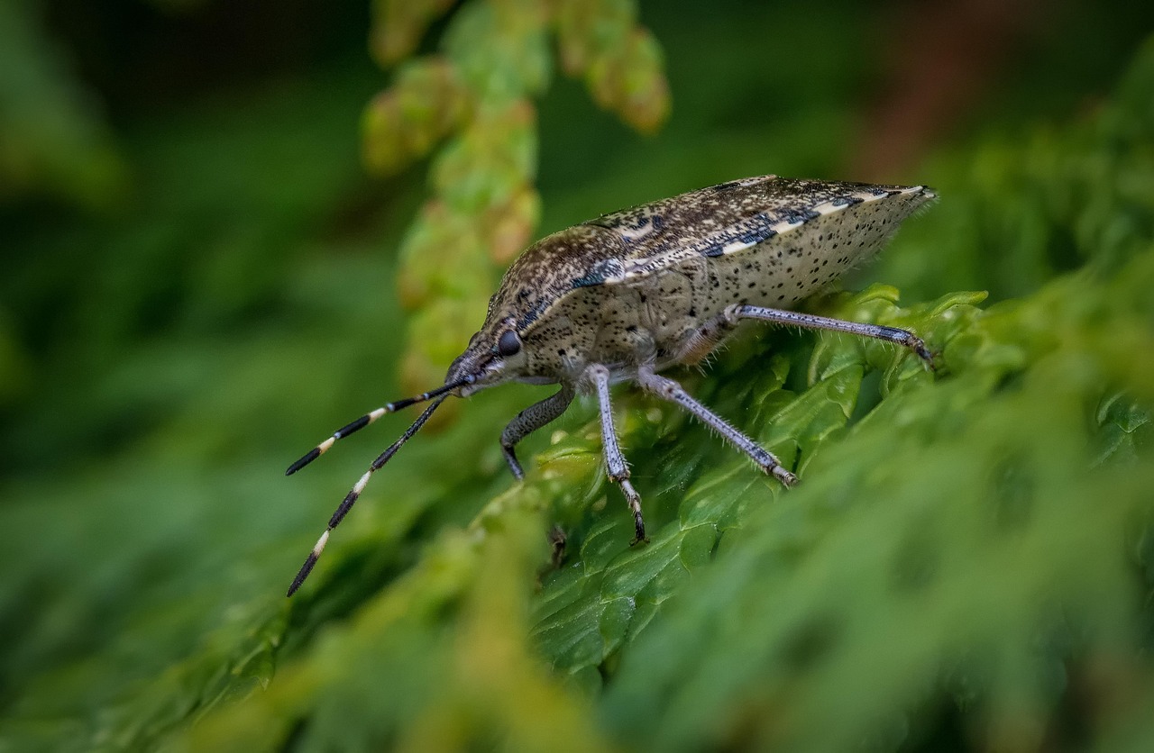 wanze, graue gartenwanze, käfer, garten, natur, insekt, nahaufnahme, tier, makro, insekten, makroaufnahme, tierwelt