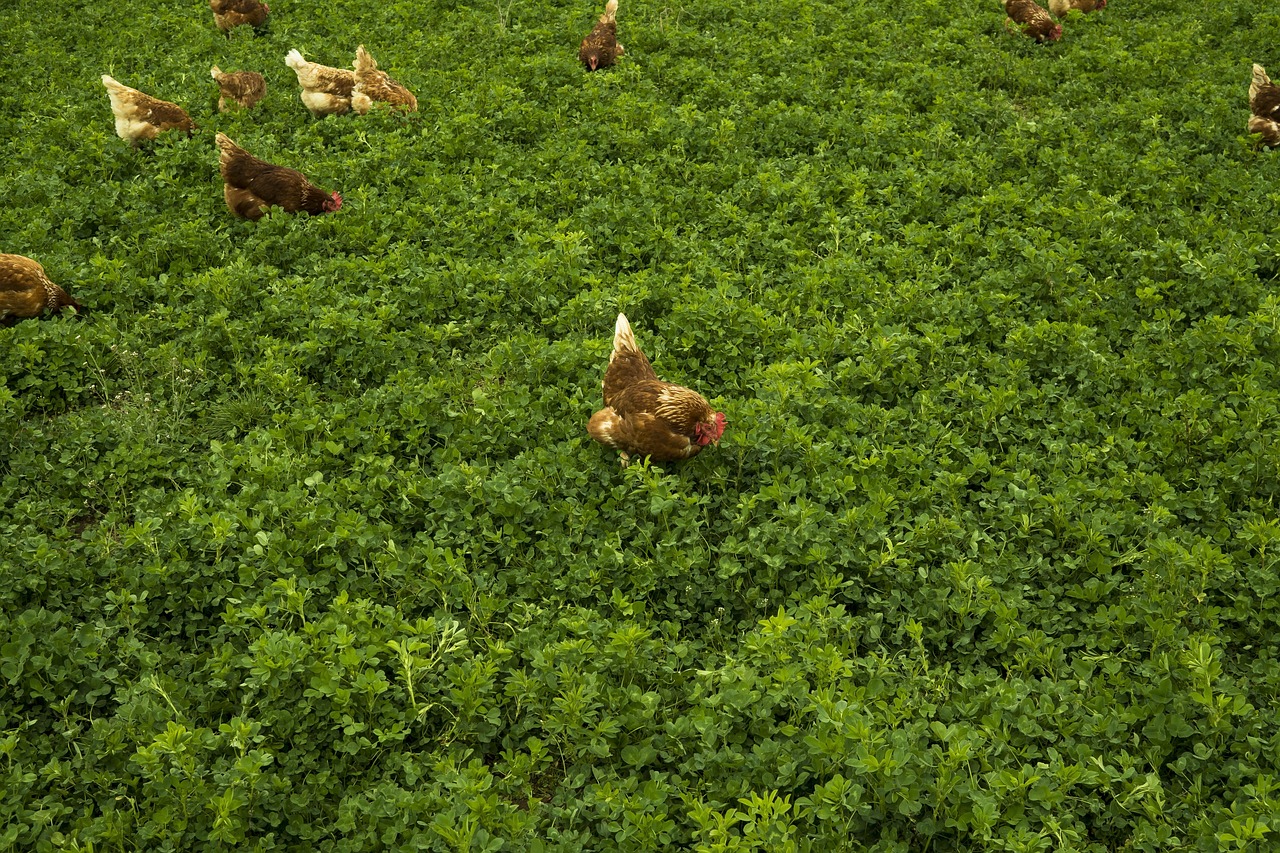 huhn, wiese, natur, gras, hühner, geflügel, jungtier, freilandhaltung, landleben, landwirtschaft, federvieh, bauernhof, nutztiere