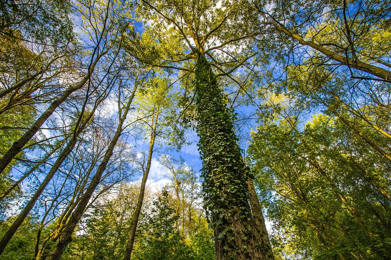 träd, grönska, skog, natur, england