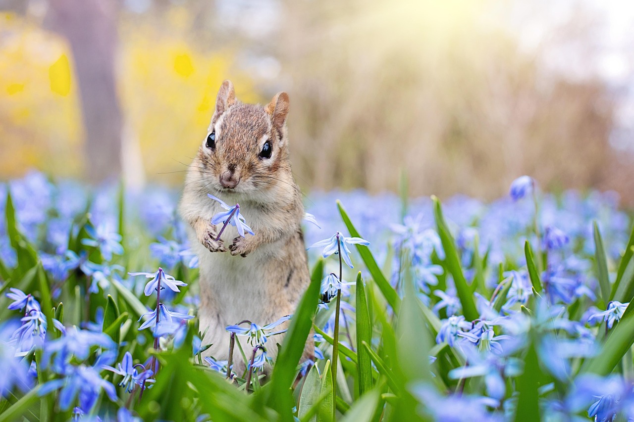 chipmunk, garden, flower background, spring, flowers, animal, cute, wildlife, outdoor, small, beautiful flowers, adorable, brown, funny, flower wallpaper, nature, furry, fluffy, season