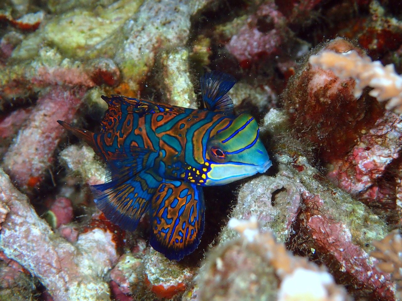 mandarijnvis, de mandarijn vis, rif, koraal, zacht koraal, oceaan, zee, water, onderwater, marinier, omgeving, duiken, ecosysteem, zoutwater, manado, lembeh, zeeleven, sulawesi, bunaken, indonesië, natuurlijk, dieren in het wild, tropisch, dier, aquatisch, fauna, kust, vis