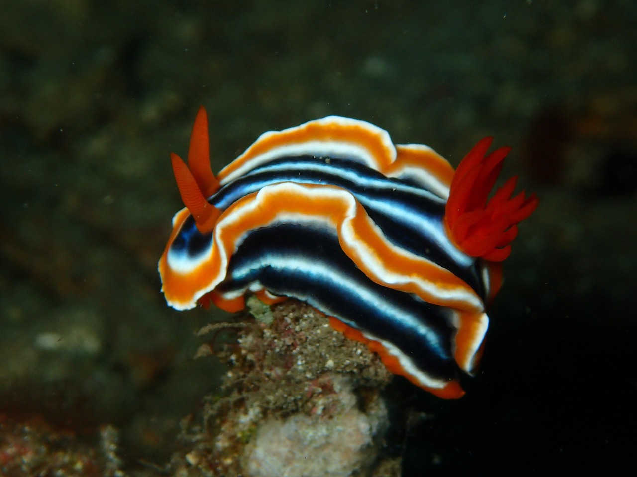 nudibranch, nudi tak, naakt, rif, koraal, vis, oceaan, zee, water, spuiten, onderwater, marinier, omgeving, duiken, ecosysteem, zoutwater, manado, lembeh, zeeleven, sulawesi, bunaken, indonesië, natuurlijk, dieren in het wild, tropisch, dier, aquatisch, zeeslak, naaktslak