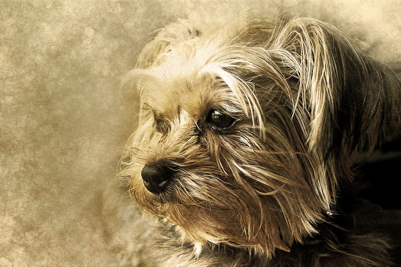 dog, animal, york shire, art, vintage, pet, decorative, portrait, nature, ornament, brown dog, brown art, brown vintage