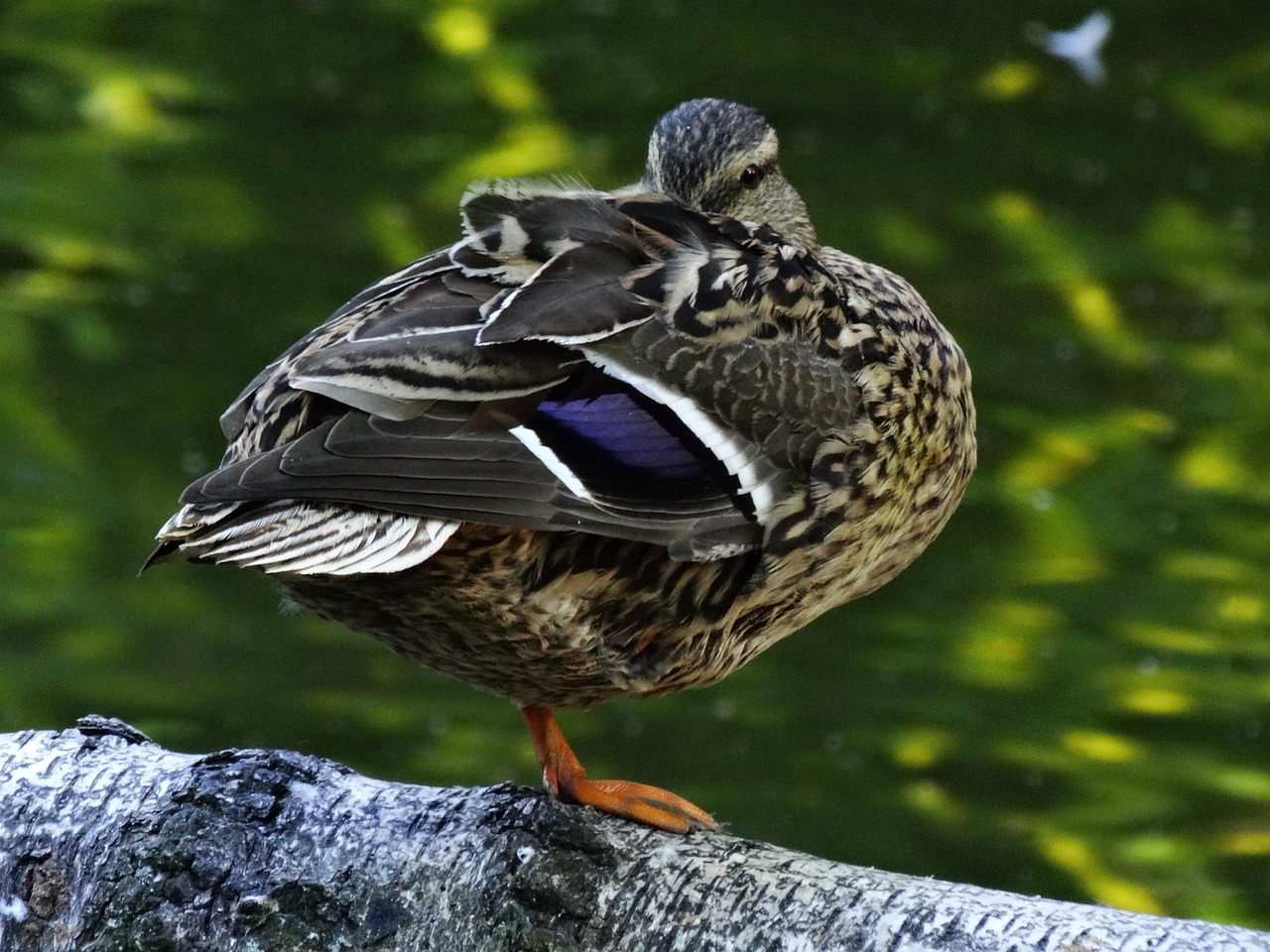 erpel, wasservogel, wildvögel, wildenten