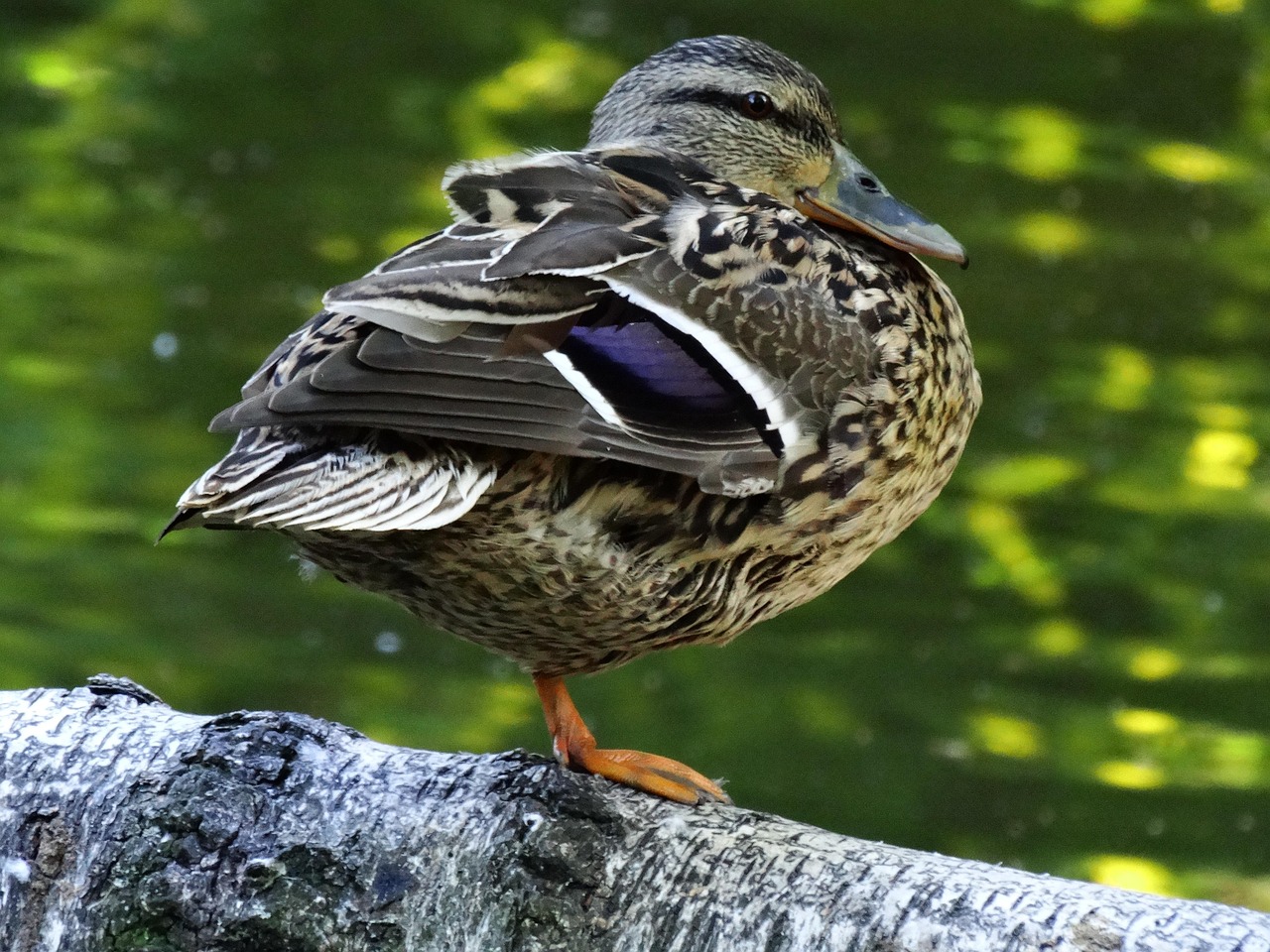erpel, wildenten, wasservogel, wildvögel
