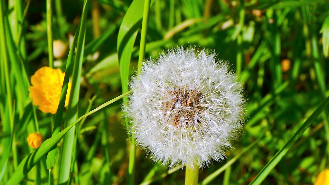 dandelion, close up, nature, plant, seeds, common dandelion, blossoms