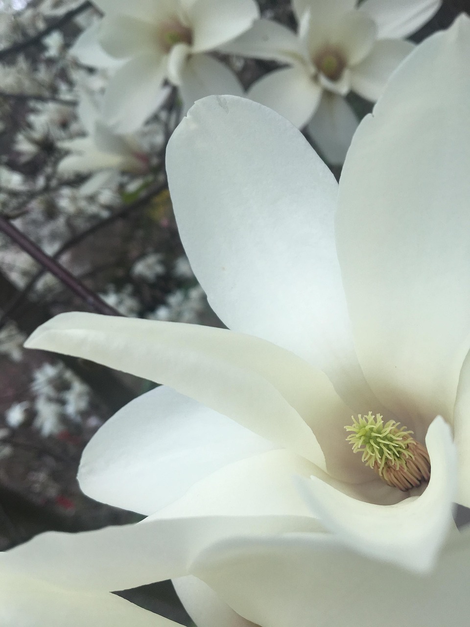tulpenbaum, weiße blumen, baum, die natur, blühen