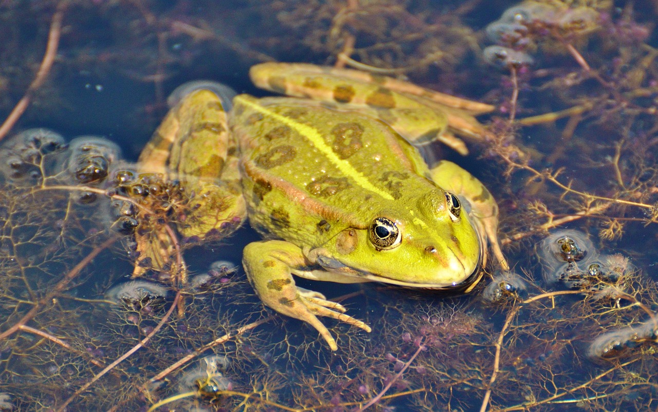 frog, pond, nature, garden pond, water, aquatic animal, water frog, pond frog, green frog
