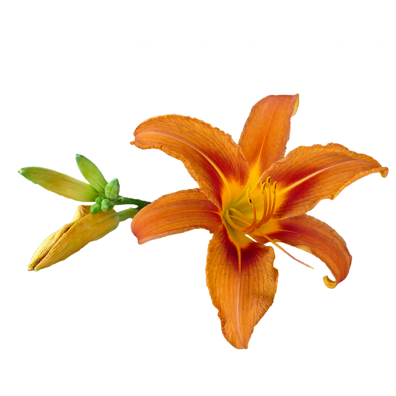daylily, luonne, lilja, lilja kukka, oranssi, puutarha, kesä