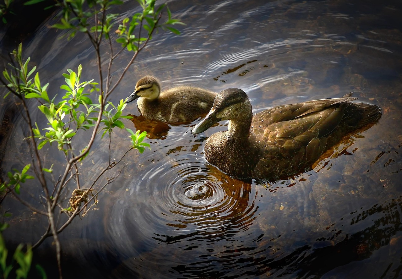 enten, vögel, wildenten, natur, lake, wasser, entlein, vogelkunde, quebec, kanada