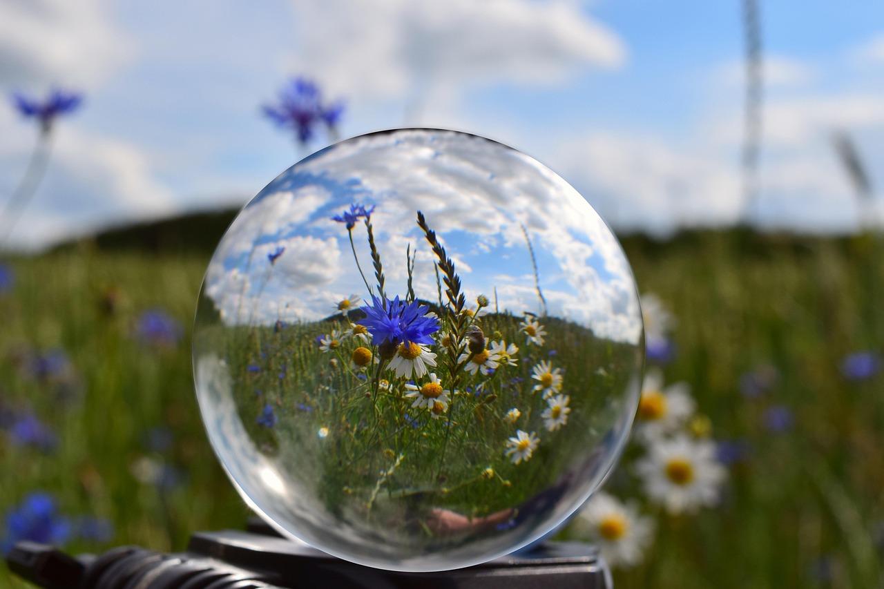 kugel, feld, kornblumen, sommer, natur