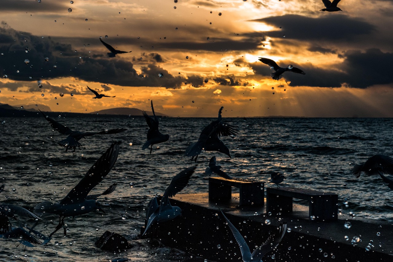 gabbiano, montreux, vaud, ginevra, lago, uccello acquatico, uccello, uccelli acquatici, natura, volante, paradiso, piumato, volo