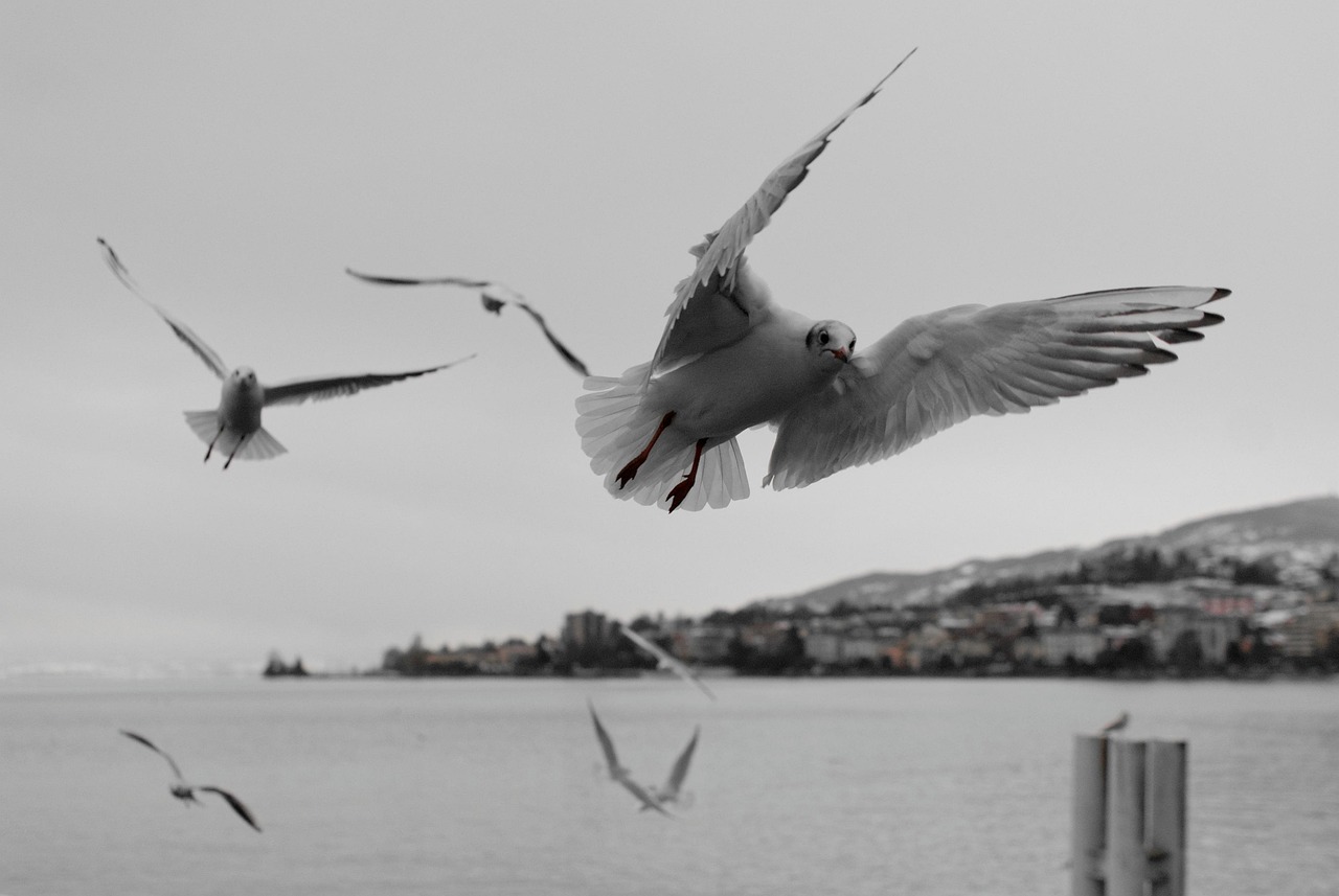 gabbiano, montreux, vaud, ginevra, lago, uccello acquatico, uccello, uccelli acquatici, natura, volante, paradiso, piumato, volo