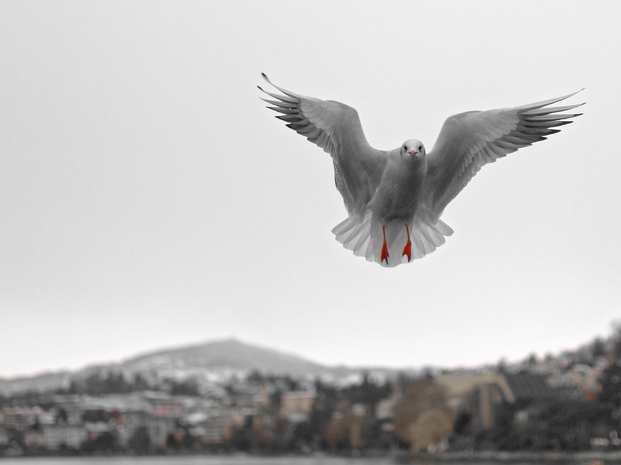 gabbiano, montreux, vaud, ginevra, lago, uccello acquatico, uccello, uccelli acquatici, natura, volante, paradiso, piumato, volo